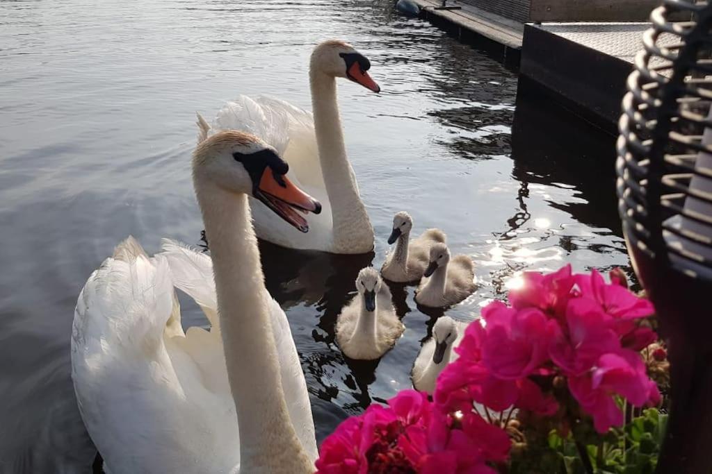 ברוק אין ווטרלנד Out Of Amsterdam, River Apartment Close To City מראה חיצוני תמונה