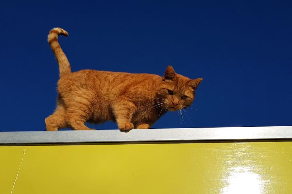 ברוק אין ווטרלנד Out Of Amsterdam, River Apartment Close To City מראה חיצוני תמונה