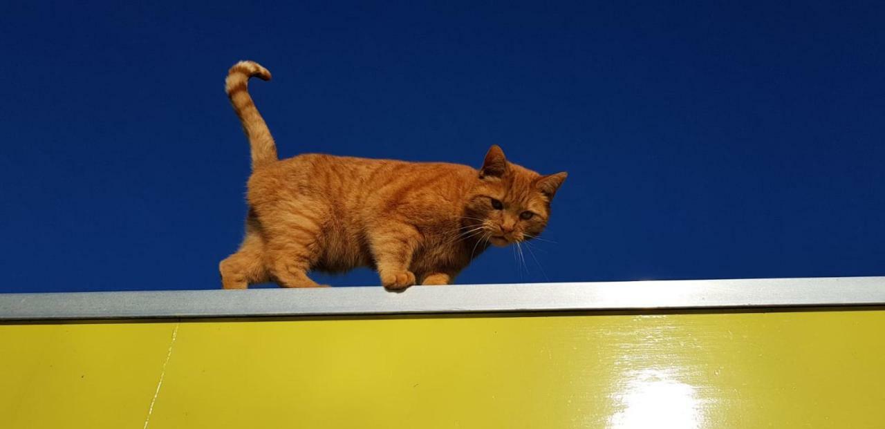 ברוק אין ווטרלנד Out Of Amsterdam, River Apartment Close To City מראה חיצוני תמונה